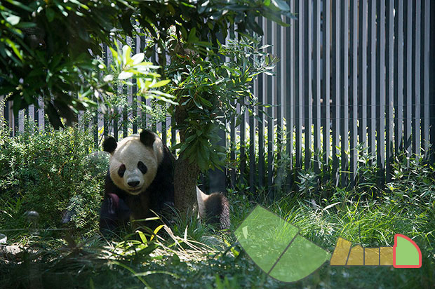 屋外放飼場Ｄ