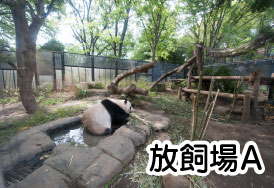 屋外放飼場A