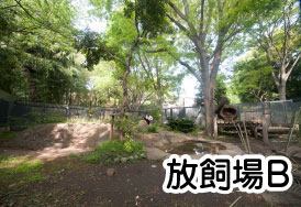 屋外放飼場B