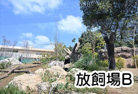 屋外放飼場A